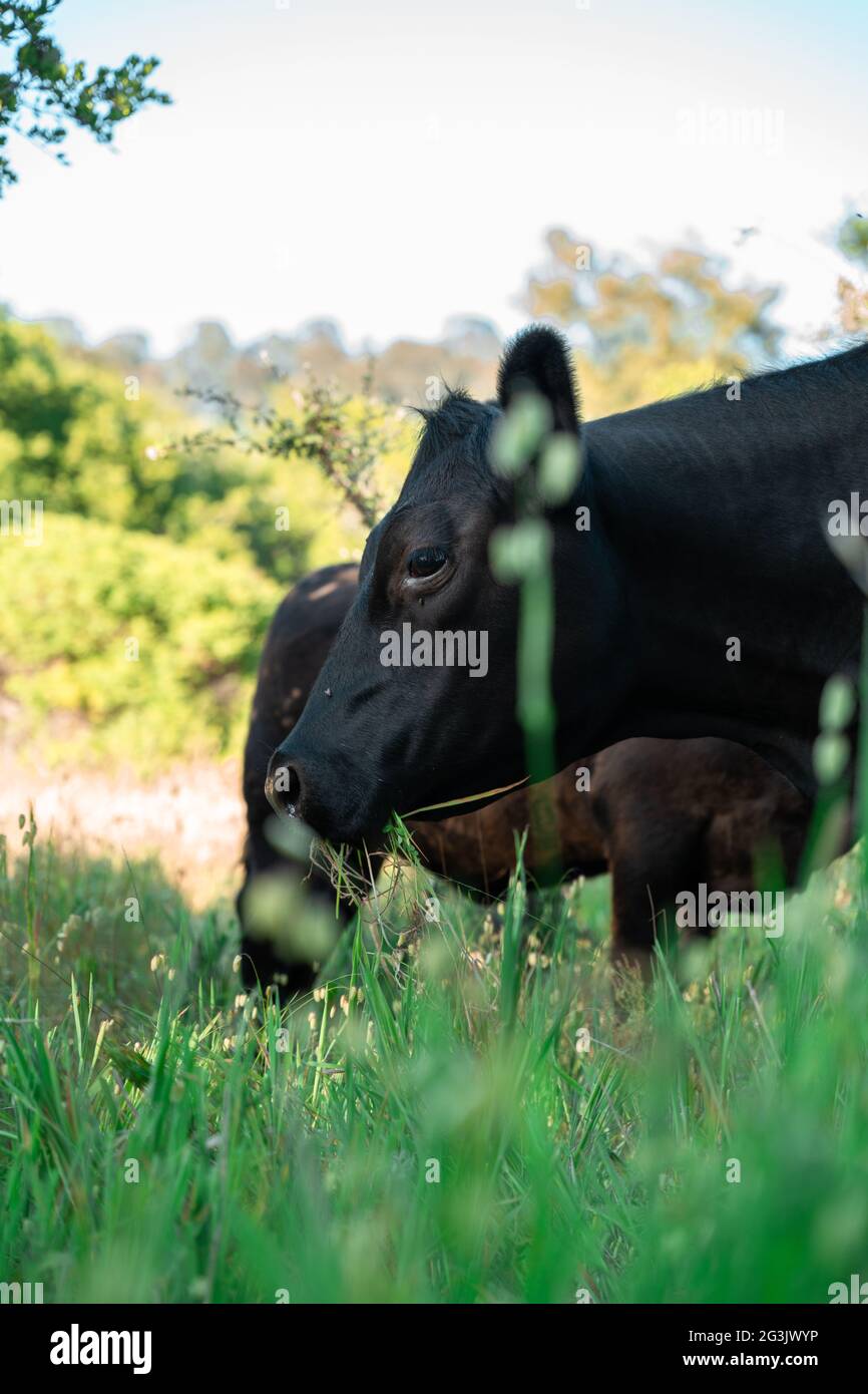 Wandern Sie durch die Berge von Santa Cruz in Kalifornien, aufgenommen mit dem Sony A7RIV 61mp hochauflösende Fotos. Viel Spaß. Stockfoto