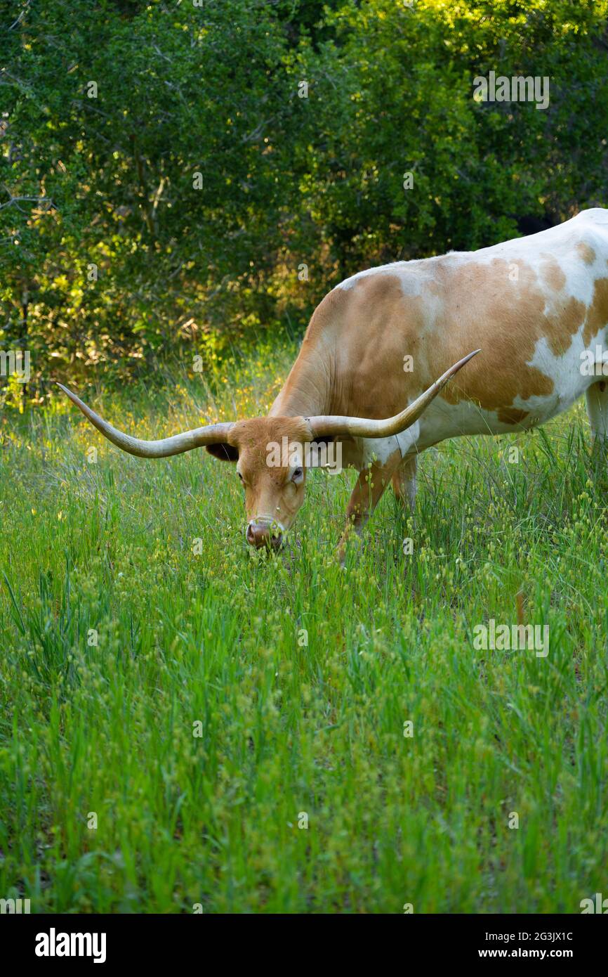 Wandern Sie durch die Berge von Santa Cruz in Kalifornien, aufgenommen mit dem Sony A7RIV 61mp hochauflösende Fotos. Viel Spaß. Stockfoto
