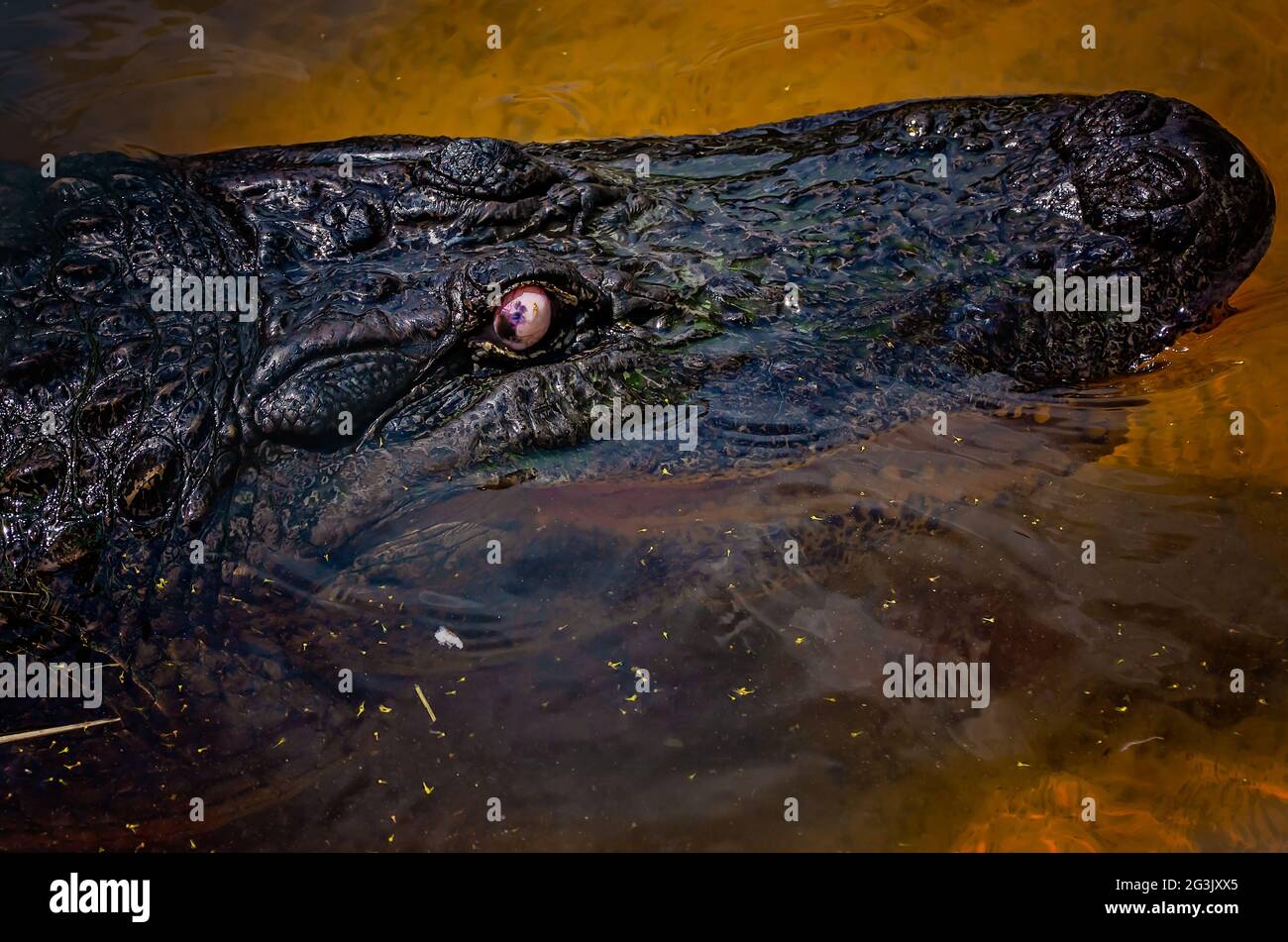 Boudreaux, der blinde Alligator, ist in seiner Feder auf der Gulf Coast Gator Ranch and Tours, 12. Juni 2021, in Moss Point, Mississippi, abgebildet. Stockfoto