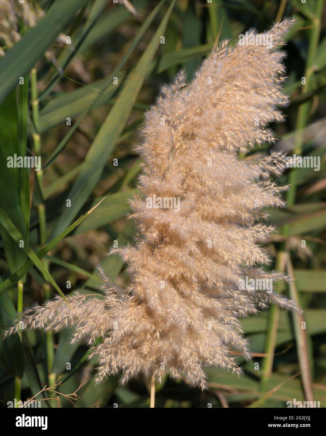 Phragmites australis Schilf im Jordan River Valley Stockfoto