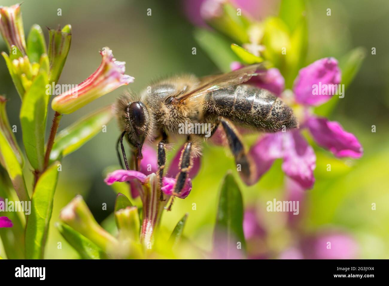 Eine Biene in der Luft Stockfoto