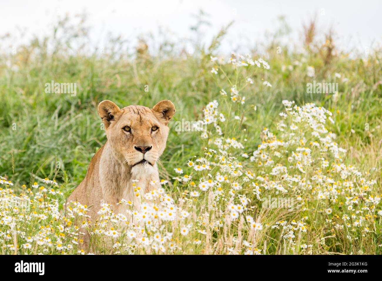 Ein weiblicher Löwe Stockfoto