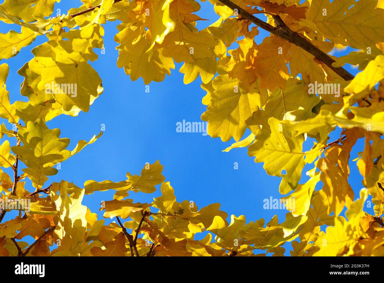 Blauer Himmel sichtbar in Öffnung in Eiche Krone, kopieren Raum Stockfoto