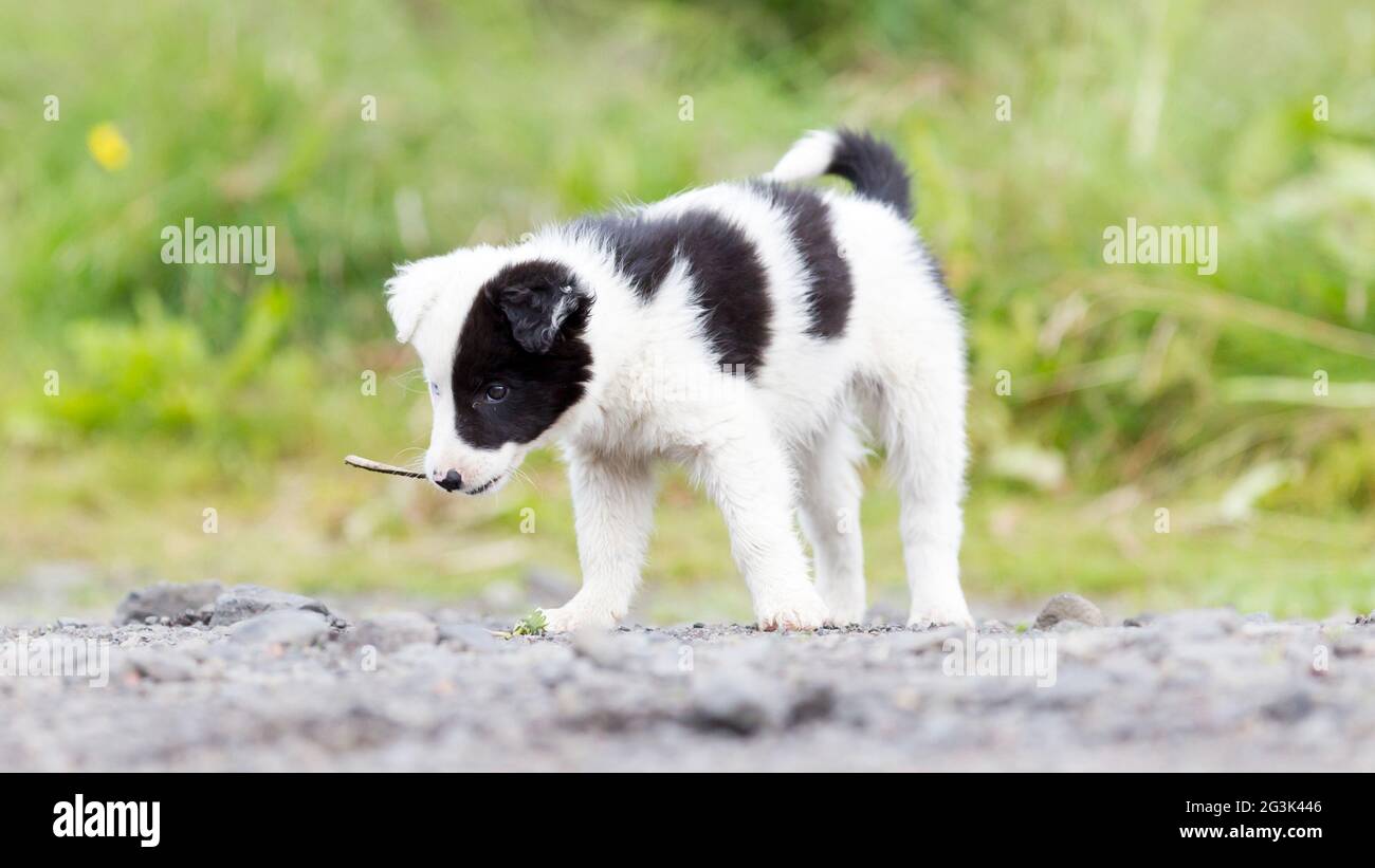 Border Collie Welpe auf einem Bauernhof, spielt mit einem kleinen Stock Stockfoto