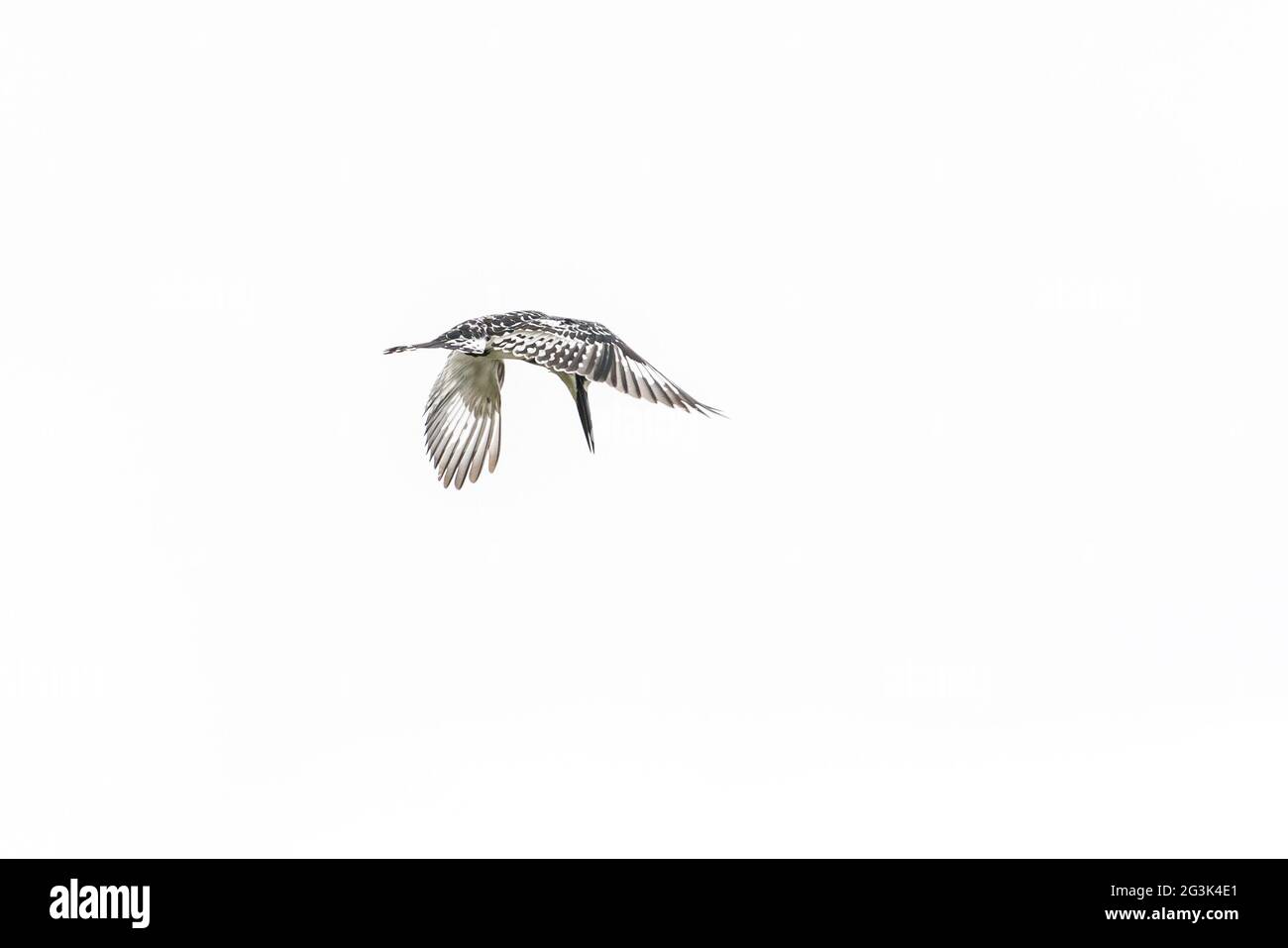 Pied Kingfisher im Flug Stockfoto