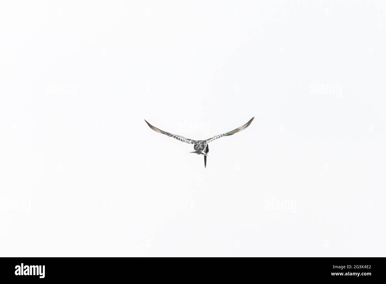 Pied Kingfisher im Flug Stockfoto