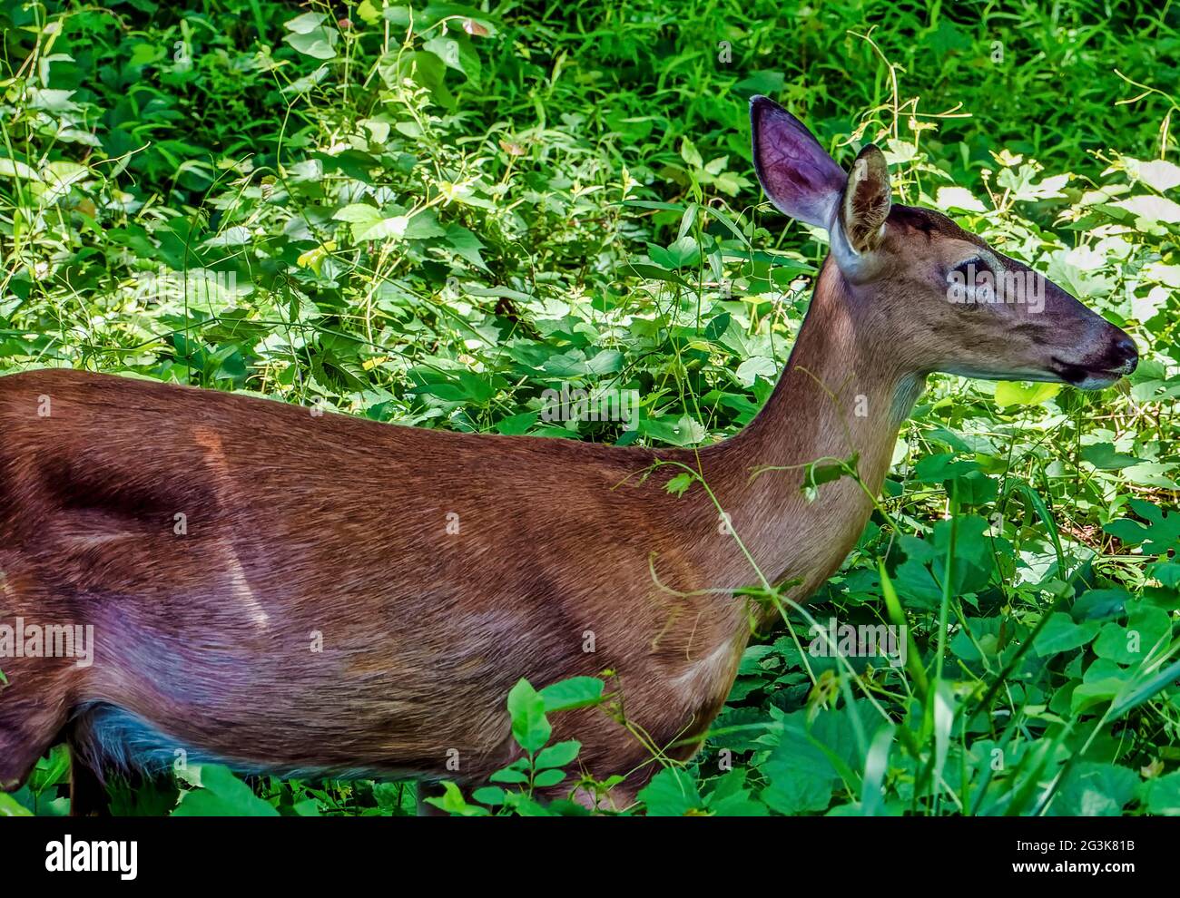 Hirsch tief im Wald Stockfoto