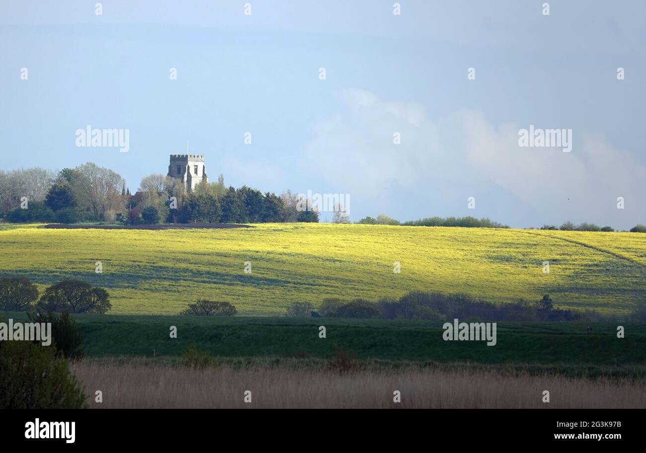 Großes Rapsfeld in der Nähe der Kirche St. Nikolaus in Canewdon, Essex Stockfoto