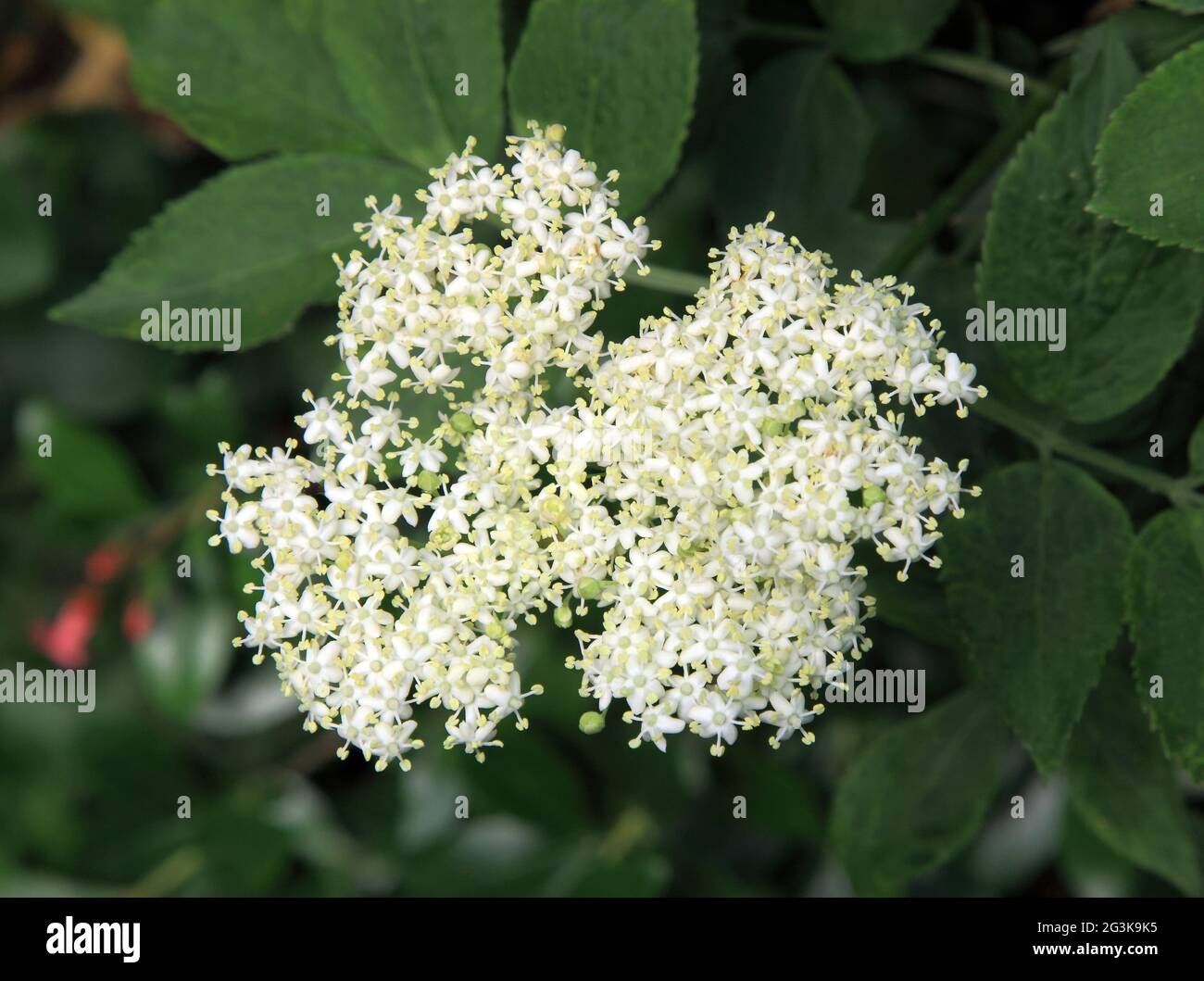 Sambucus nigra, Holunderblüte, duftende Blumen, weiße Blume, Gartenpflanze, bush, Baum. Stockfoto