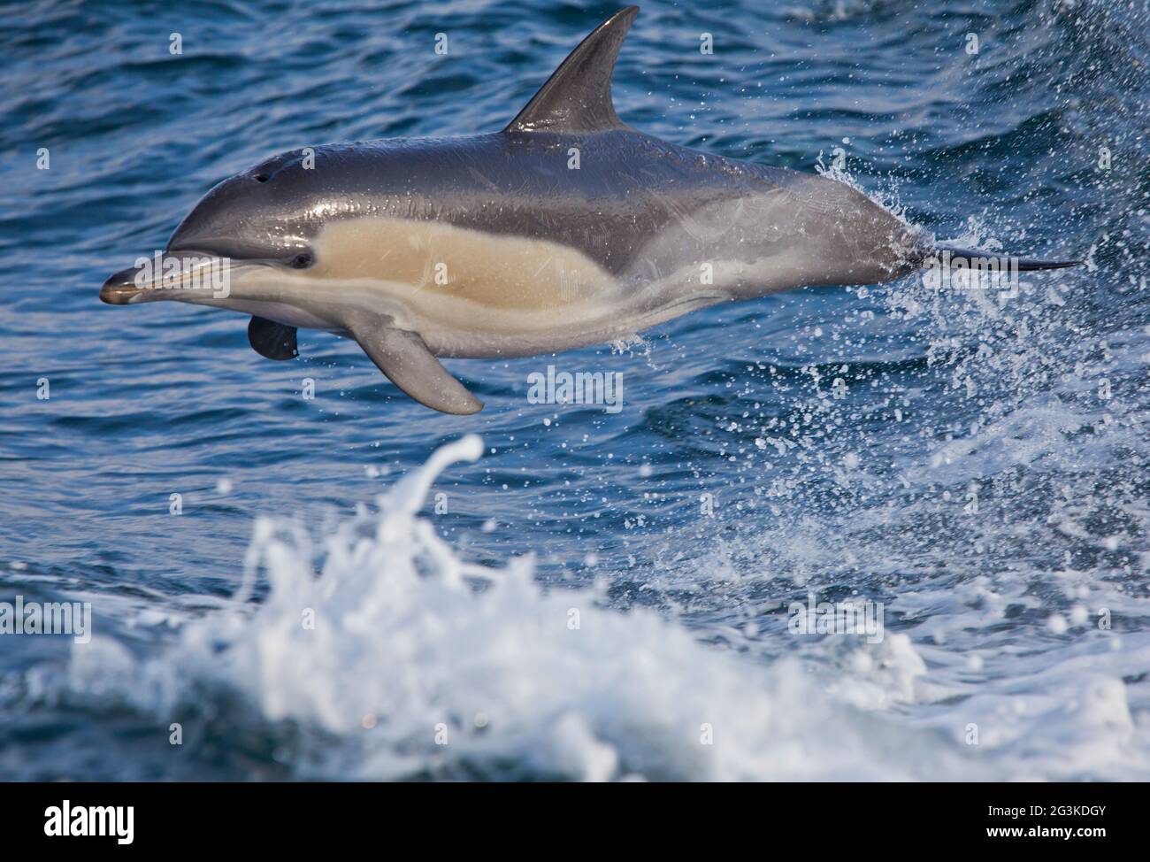 Ein wilder Kurzschnabeldelfin (Delphinus delphis) springt. Die Haut zeigt Zähne, die Narben von anderen Delfinen bilden. Stockfoto