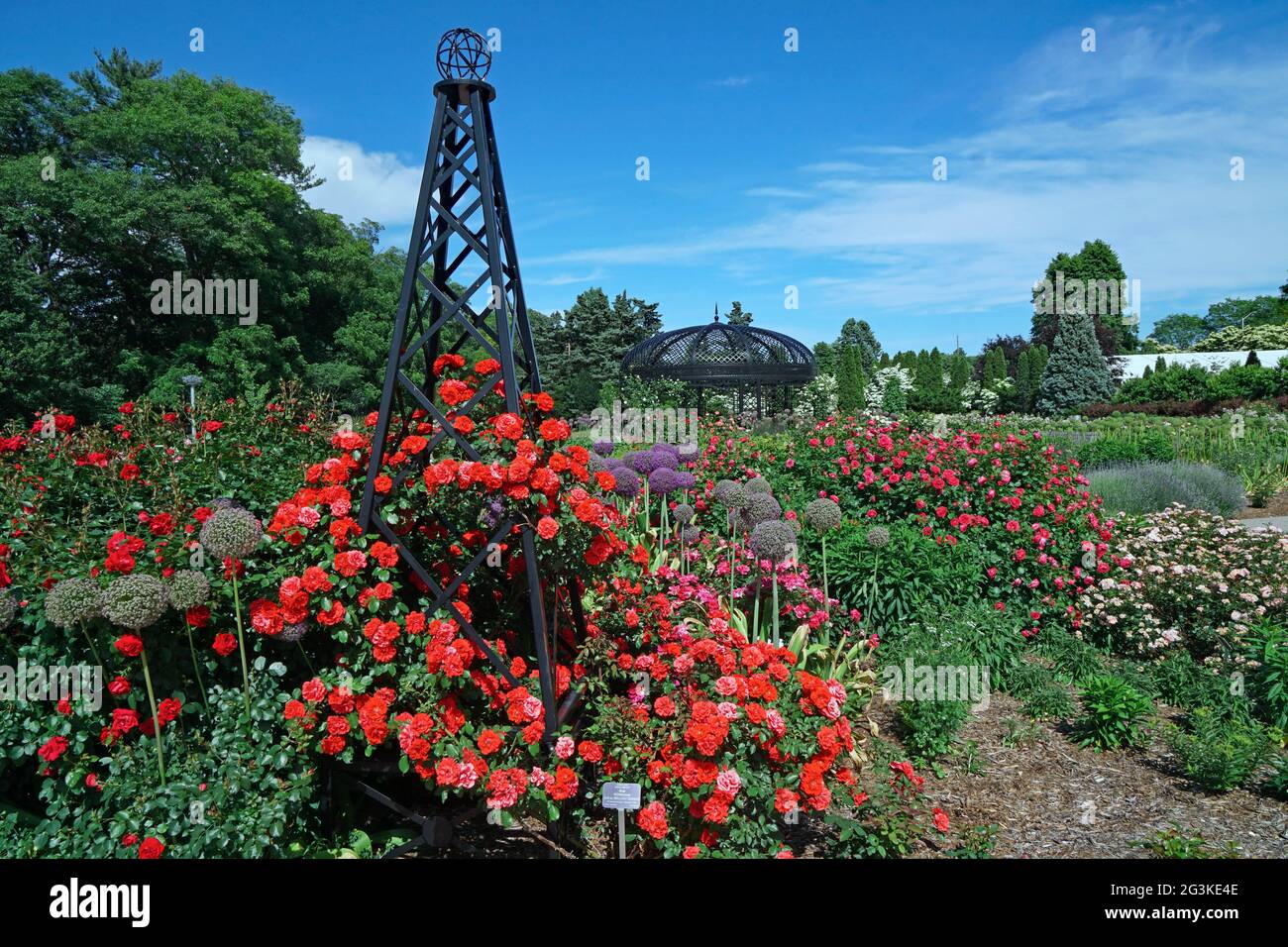 Leuchtend rote Rosen auf einem Gitter im Rosengarten des Royal Botanical Gardens in Hamilton, Ontario, Kanada Stockfoto