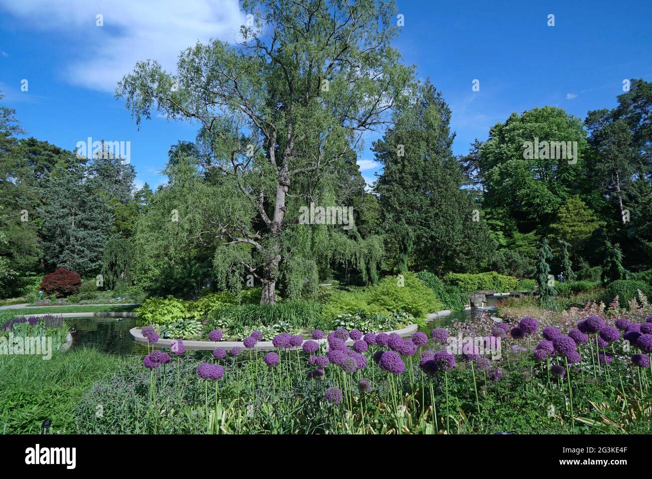 Lila Zierzwiebeln im Steingarten des Royal Botanical Gardens in Hamilton, Ontario, Kanada Stockfoto