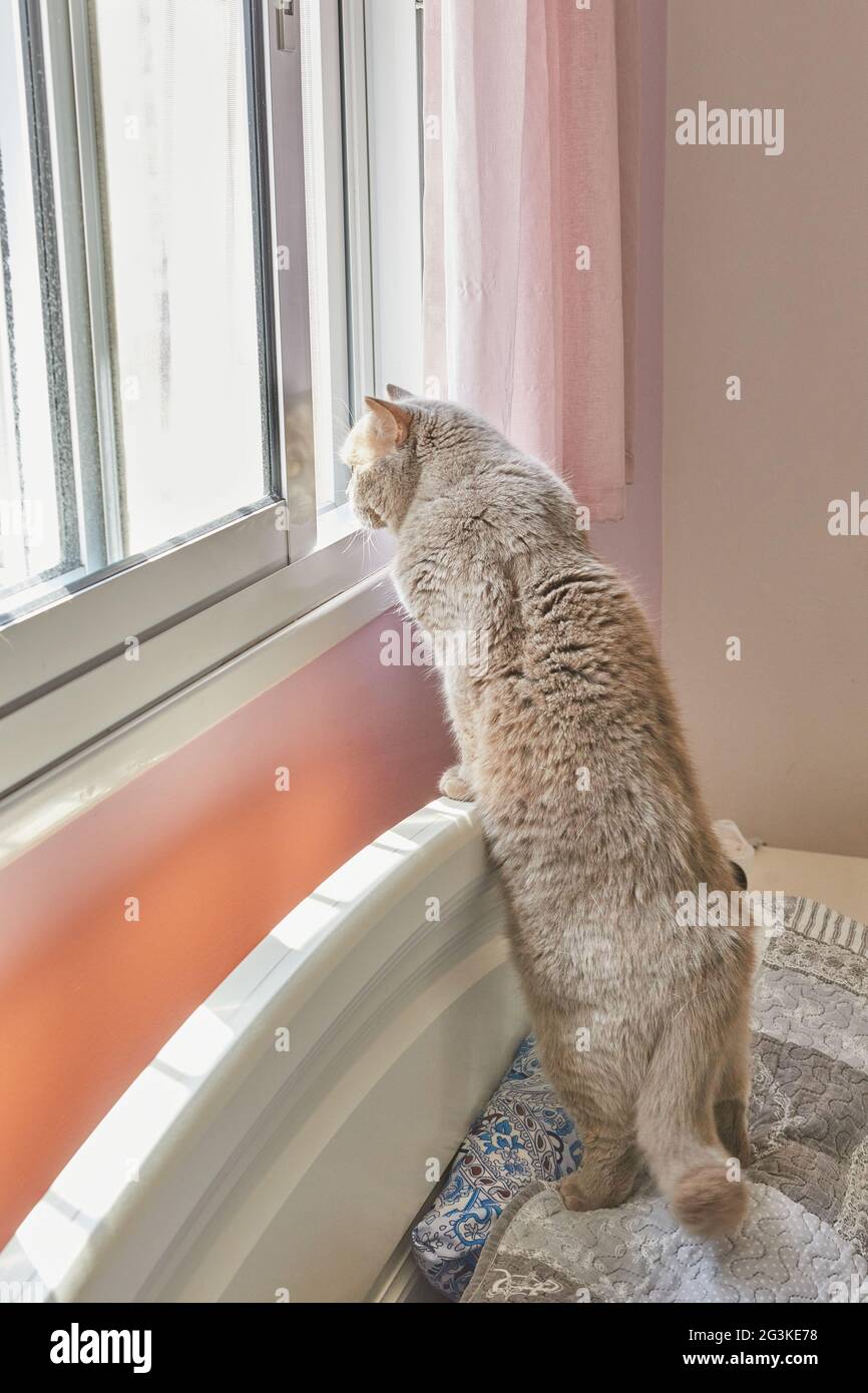 Die britische Kurzhaarkatze blickt aus dem Fenster auf die Straße vom Haus auf dem Bett Stockfoto