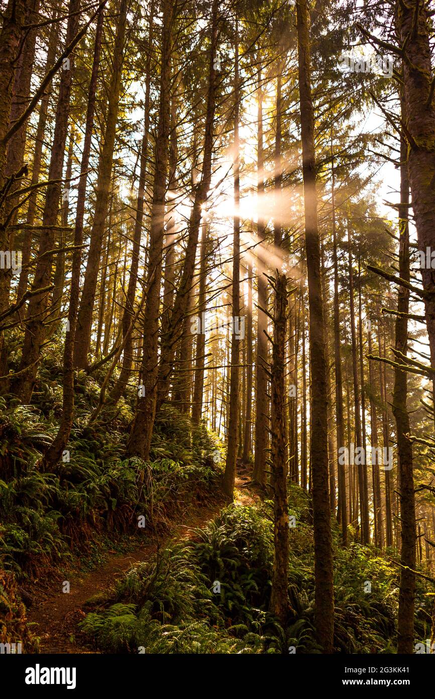 Sonnenlicht durch Bäume entlang eines Pfades im Samuel H. Boardman State Scenic Corridor im Süden von Oregon, USA Stockfoto