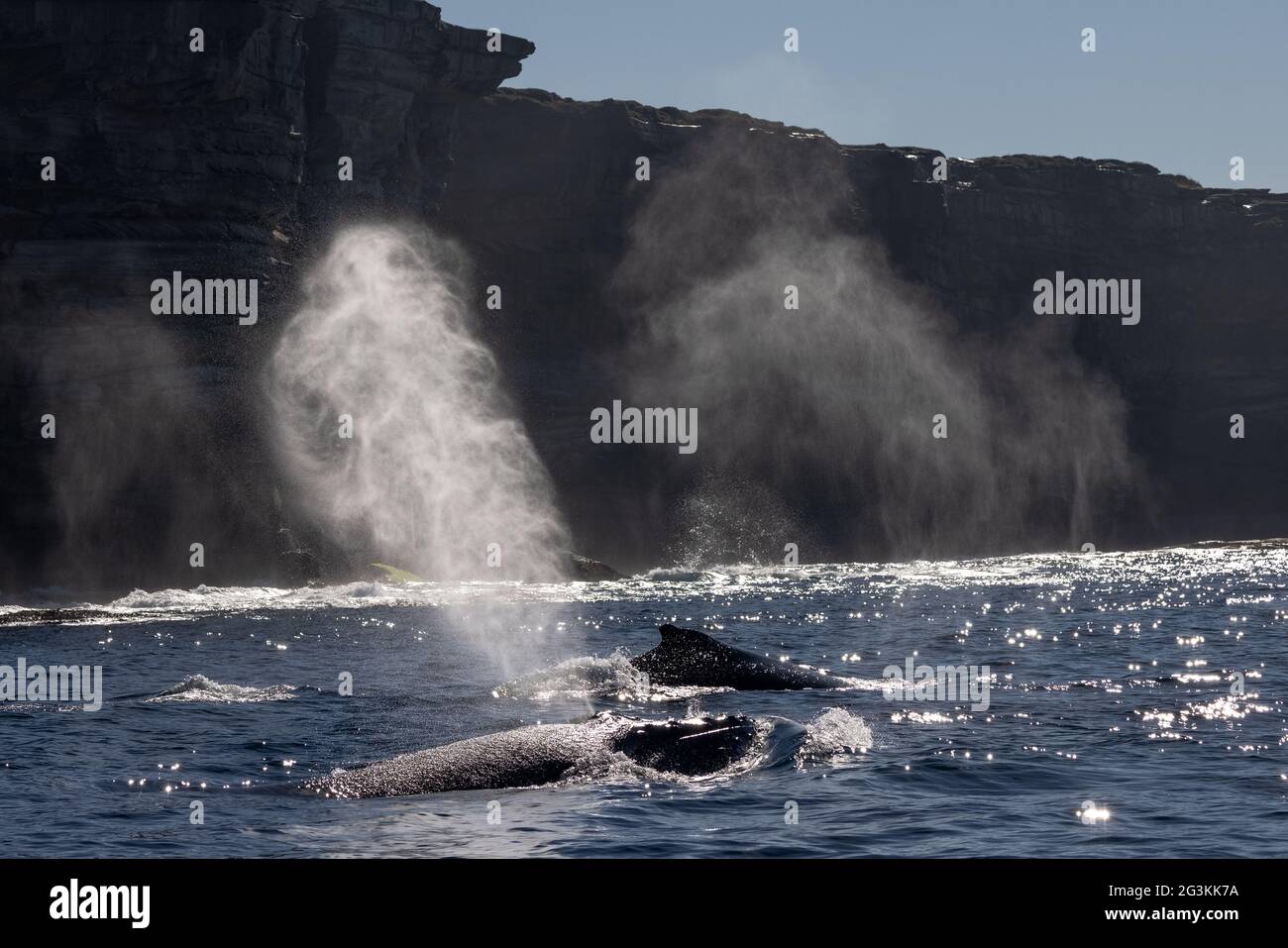 Buckelwale, die an der Oberfläche abblasen Stockfoto