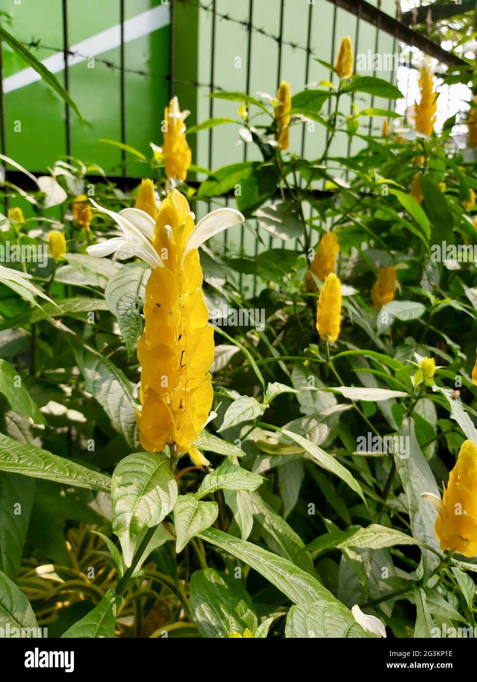 Pflanzen und Blumen des Botanischen Gartens Bogor, Indonesien Stockfoto