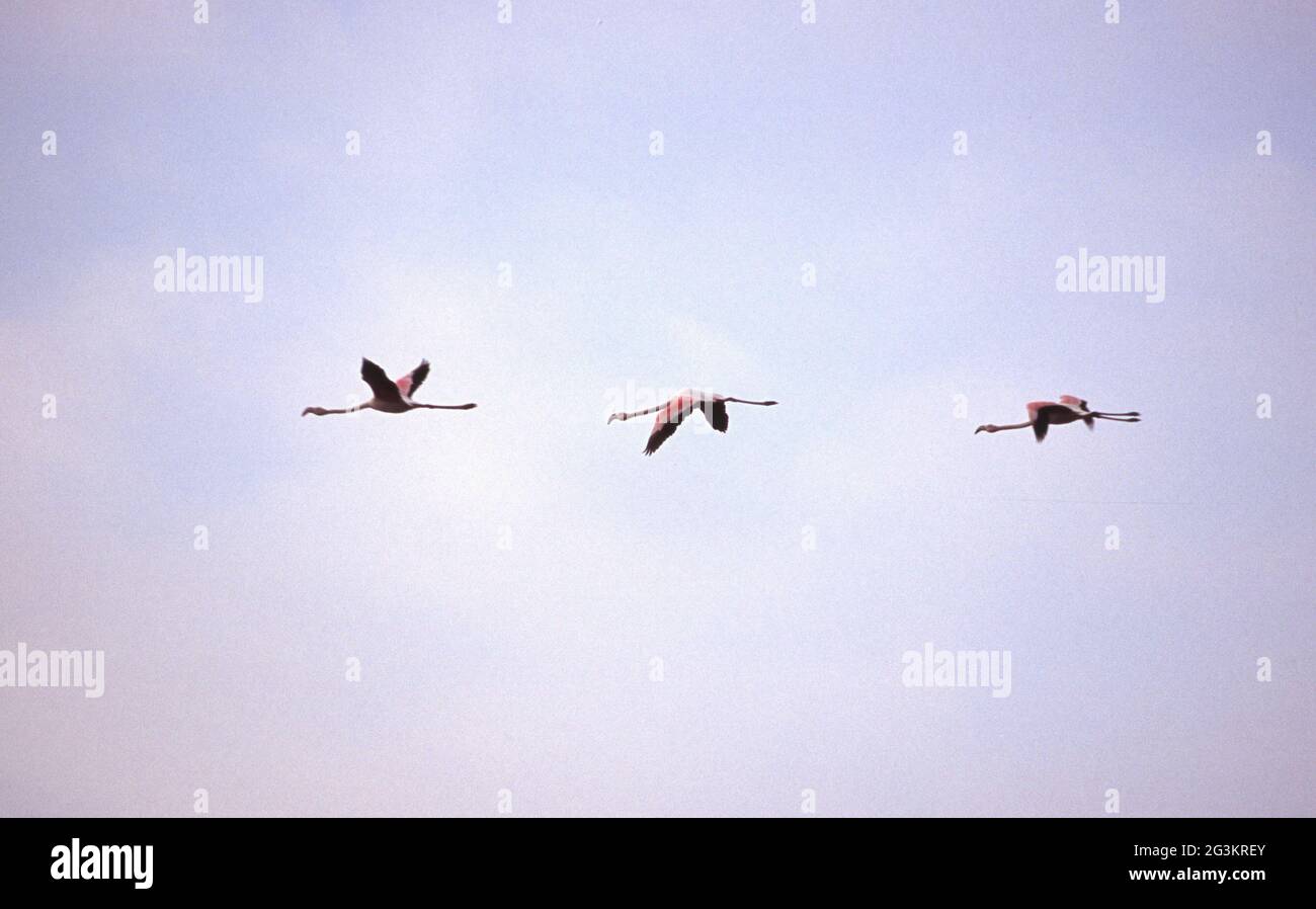 Flamingos im Axios Delta Nationalpark Stockfoto