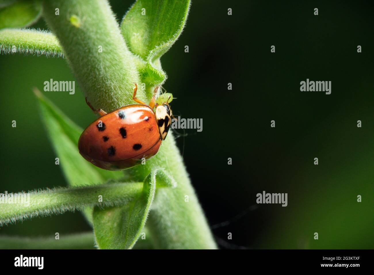 Orangefarbene Marienkäfer oder Marienkäfer krabbeln auf grün belaubten Pflanzenstämmen Stockfoto