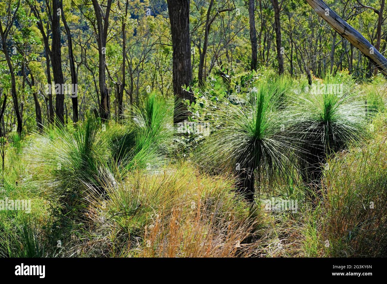 Grasbäume (Xanthorrhoea australis), Upper Clarence River, Clarence River Wilderness Lodge, Paddy's Flat, New South Wales, Australien Stockfoto