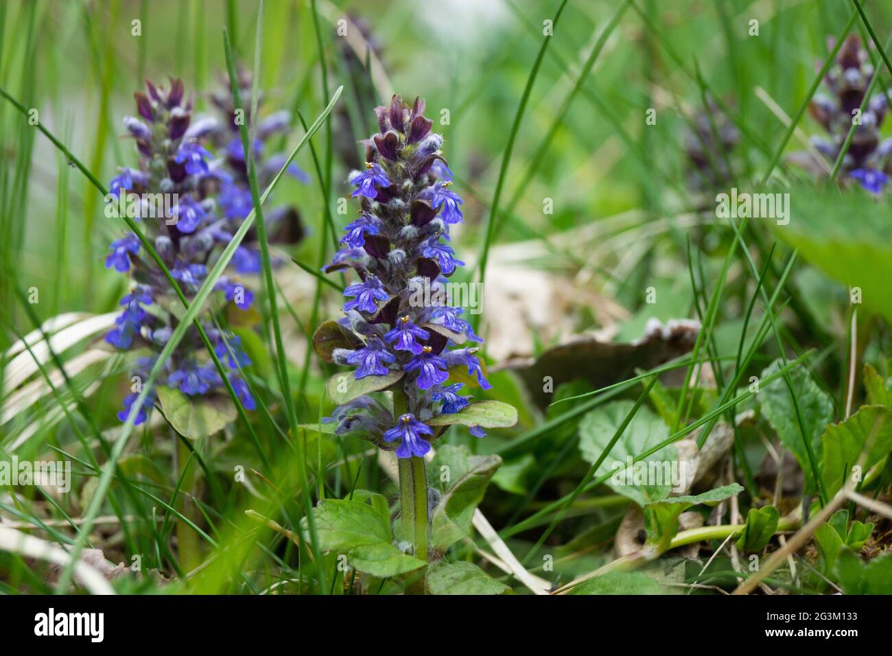 Blaue Blume im Gras am Waldrand Stockfoto