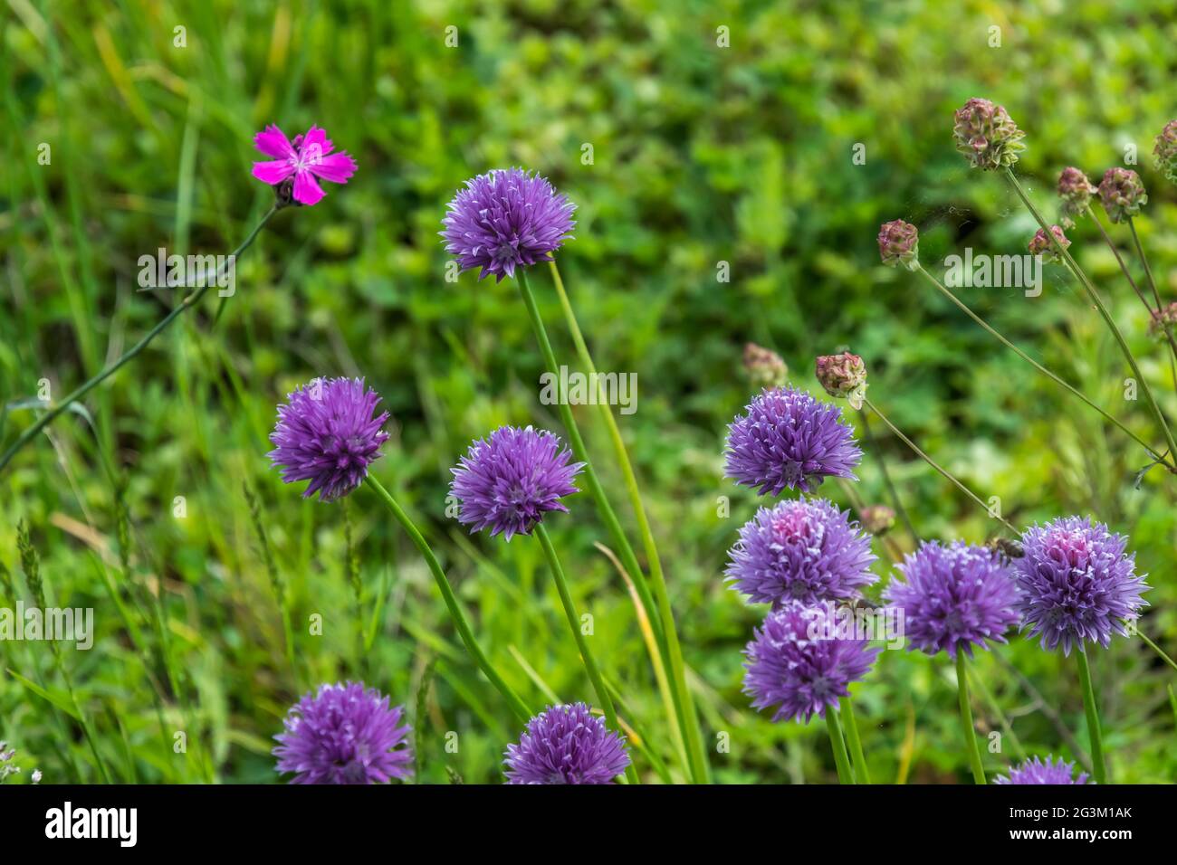 Violette Schnittlauch Blume (wilder Schnittlauch, blühende Zwiebel, Knoblauch Schnittlauch, chinesischer Schnittlauch), lateinischer Name ist Allium schoenoprasum. Stockfoto