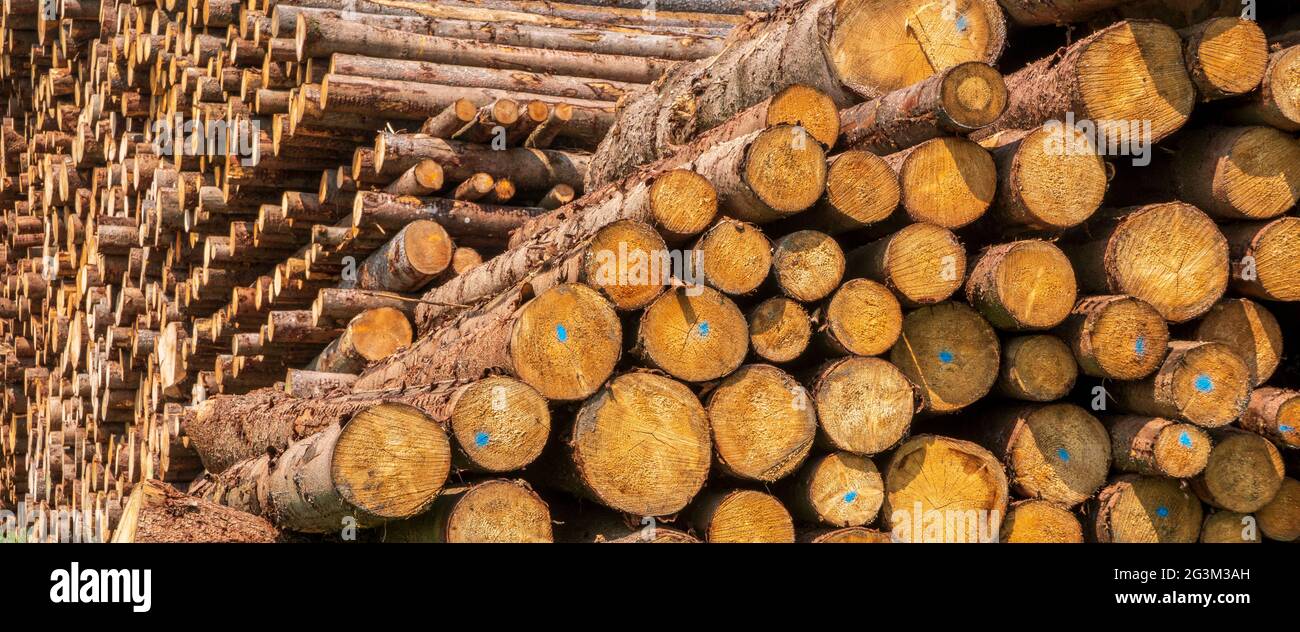 Lagerplatz für Holzstämme Stockfoto