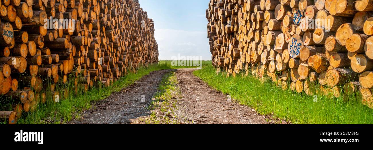 Lagerplatz für Holzstämme Stockfoto