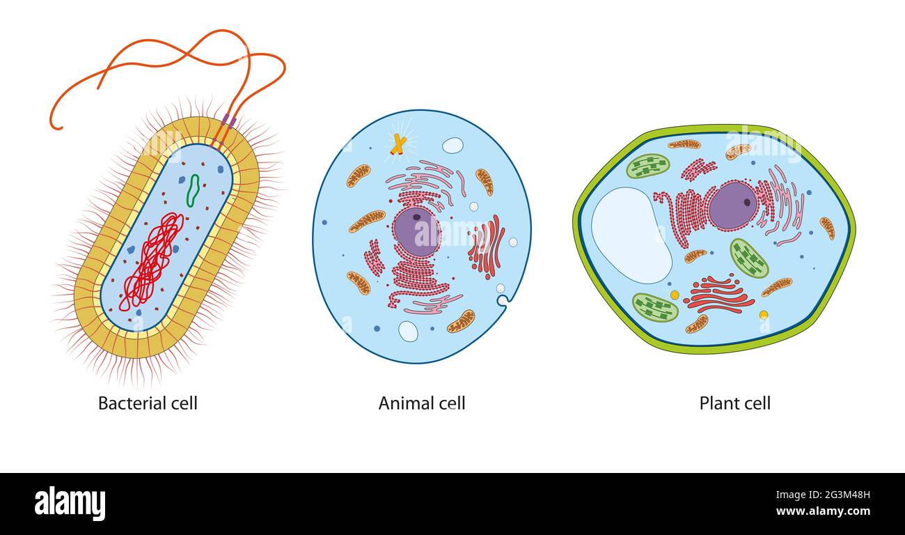 Unterschied zwischen Bakterien, tierischen und pflanzlichen Zellen Stockfoto