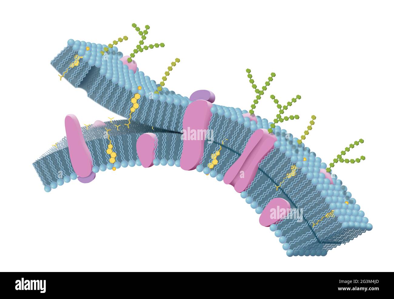 Zellmembran mit Phospholipiden, Cholesterin, intrinsischen und extrinsischen Proteinen. 3D-Illustration Stockfoto