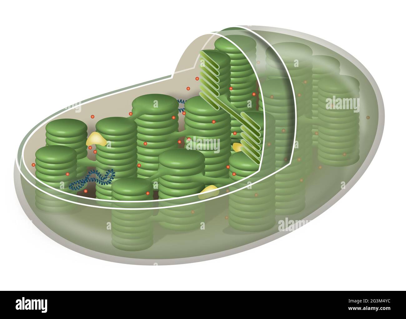 Chloroplast, Organelle von Pflanzenzellen Stockfoto