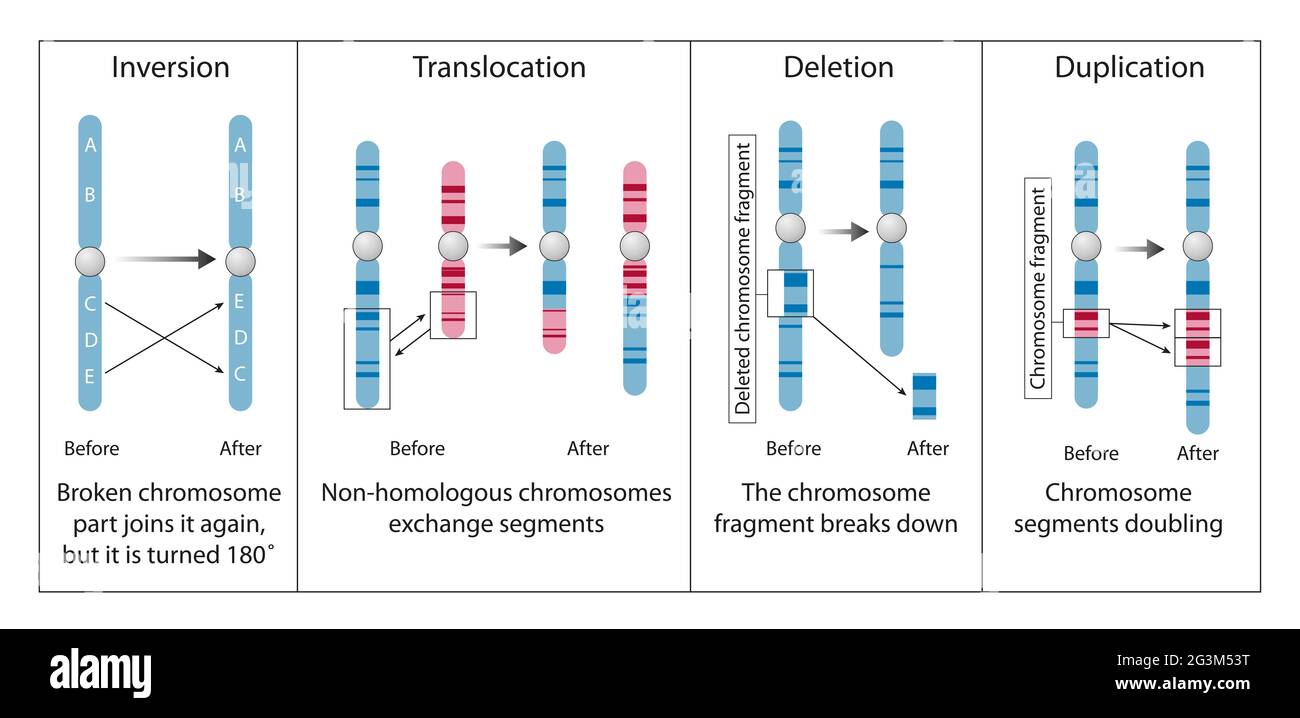 Chromosomenanomalie, Störung, Anomalie, Aberration oder Mutation Stockfoto