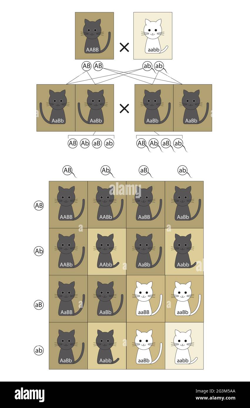 Vererbung. Dihybrid-Kreuz ist eine Kreuzung zwischen zwei verschiedenen Linien/Genen, die sich in zwei beobachteten Merkmalen unterscheiden Stockfoto
