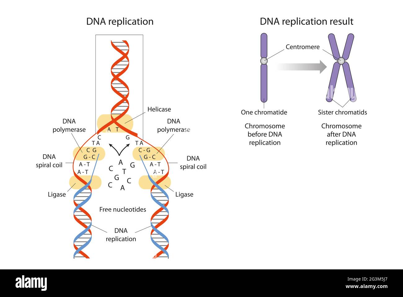 Die DNA-Replikation ist der biologische Prozess, bei dem zwei identische Nachbildungen der DNA aus einem ursprünglichen DNA-Molekül hergestellt werden Stockfoto