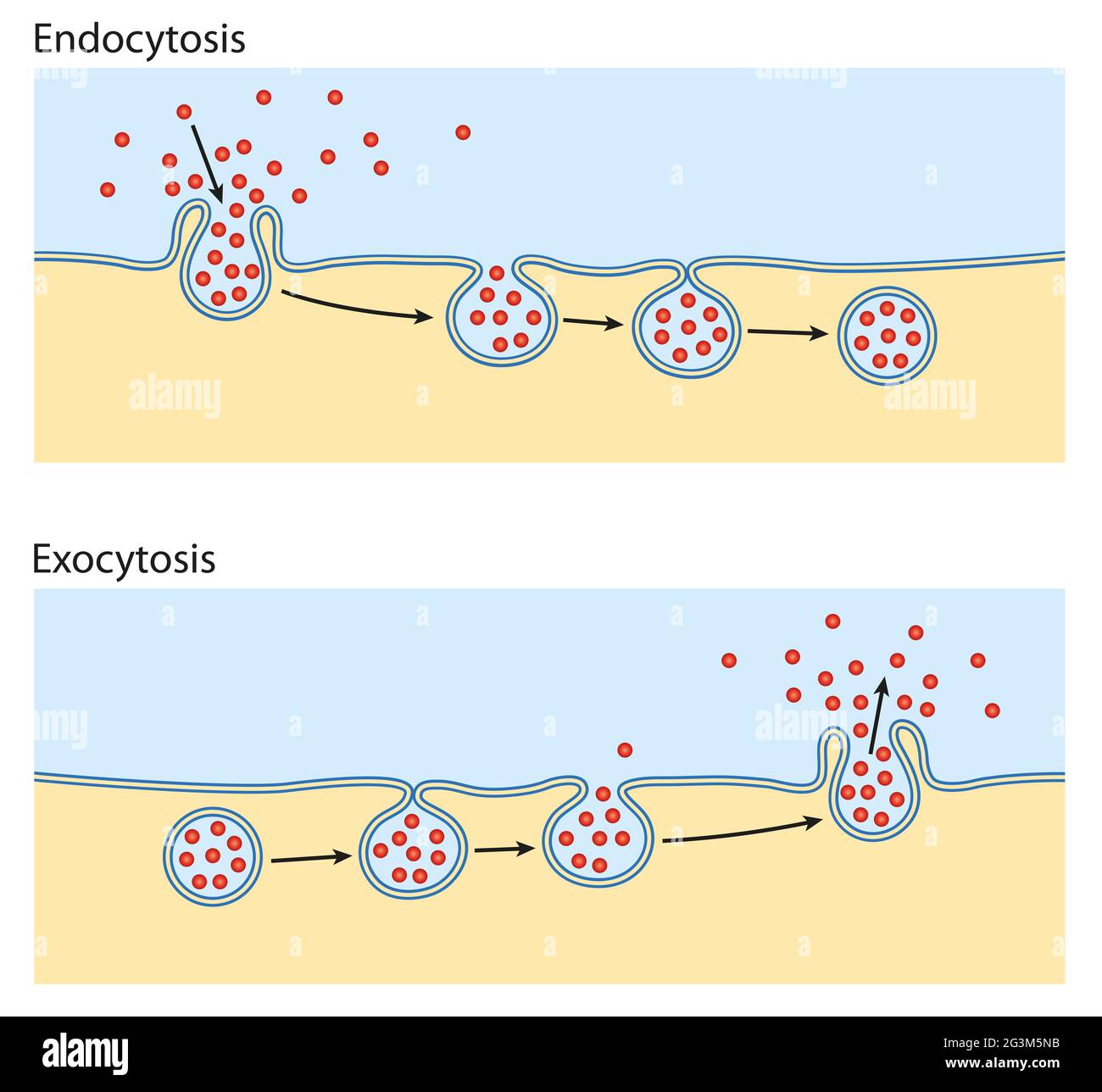 Endozytose, Exozytose. Die Zelle transportiert Proteine in die Zelle Stockfoto