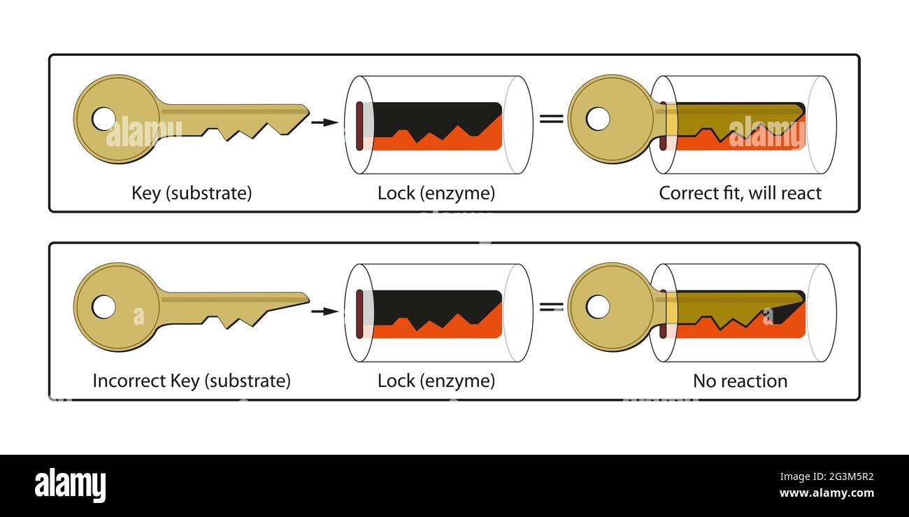 Der grundlegende Mechanismus, durch den Enzyme chemische Reaktionen katalysieren, beginnt mit der Bindung des Substrats an die aktive Stelle auf dem Enzym Stockfoto
