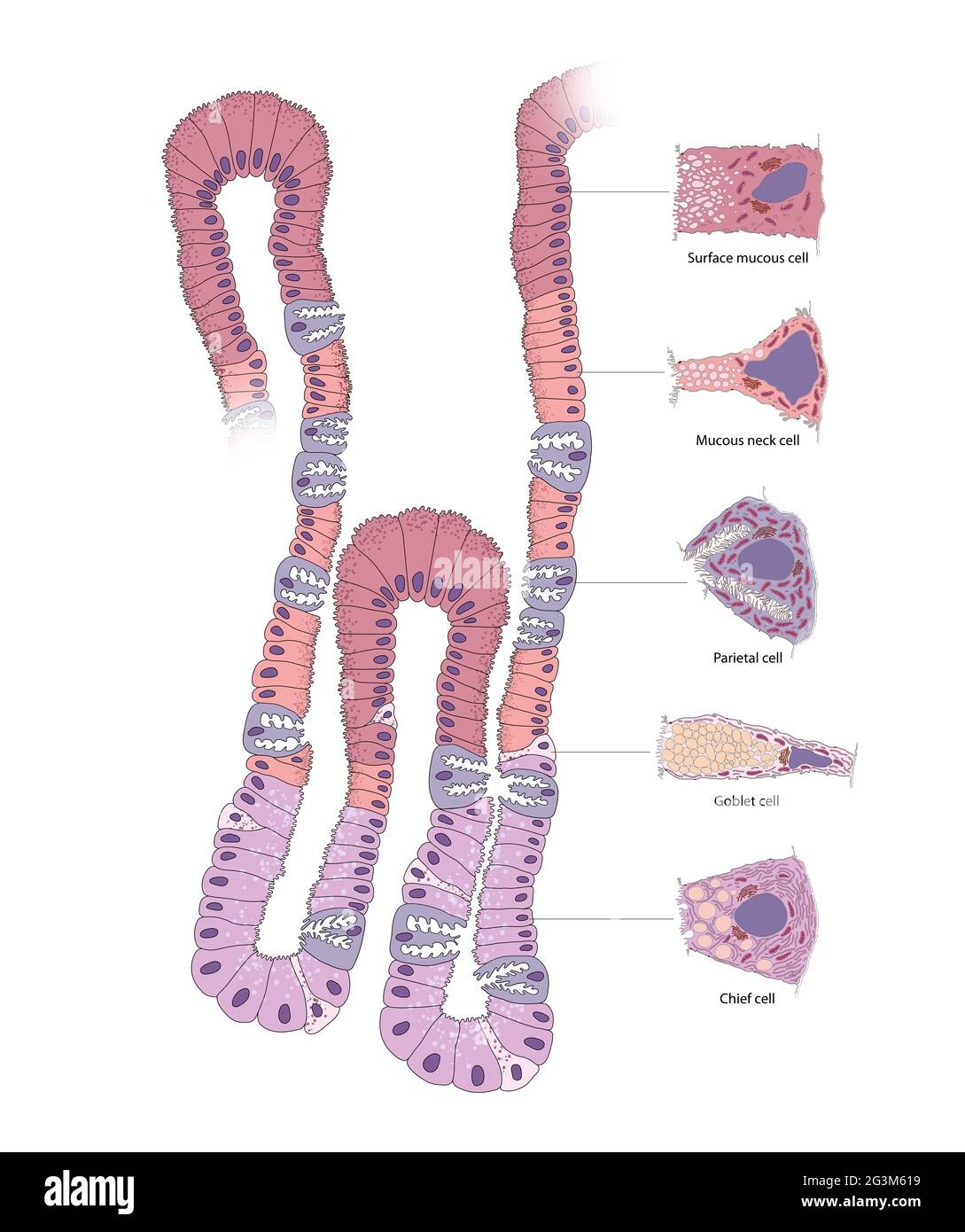 Magendrüse. Die Zelle im menschlichen Magenkörper Stockfoto