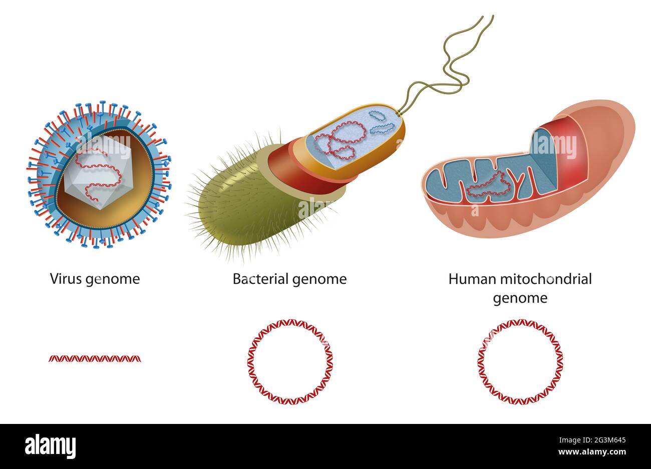 Genomtypen in Viren, Bakterien und menschlichen Mitochondrien. Diagramm von geschlossener zirkularer DNA und linearer DNA Stockfoto