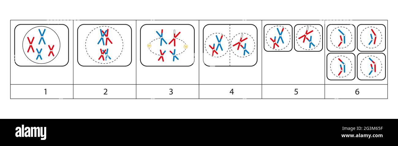 Mitose ist ein Teil des Zellzyklus, in dem replizierte Chromosomen in zwei neue Kerne getrennt werden. Stockfoto