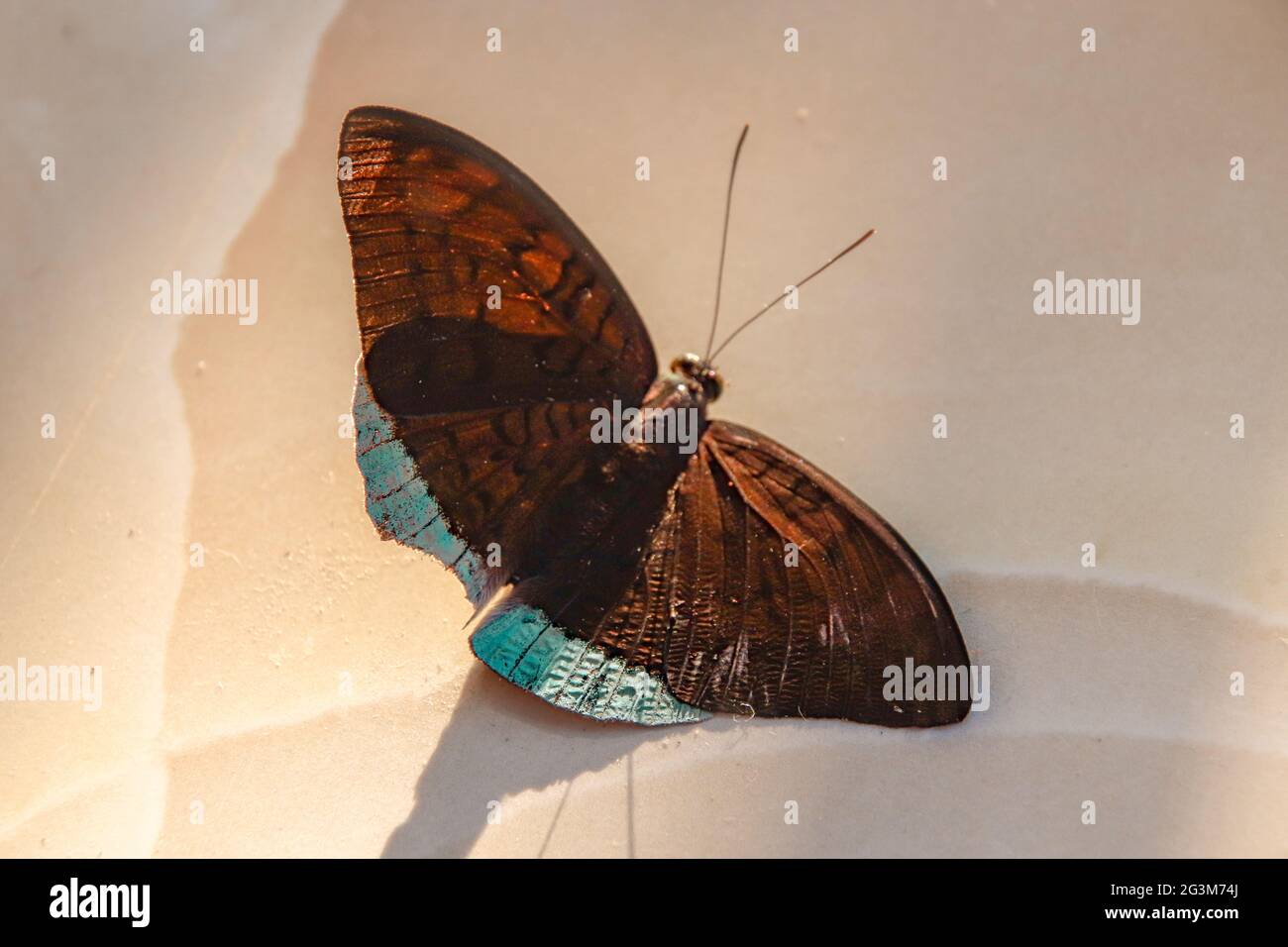 Getrockneter Papillon-Schmetterling verkehrt herum isoliert auf einem beigen Hintergrund Stockfoto