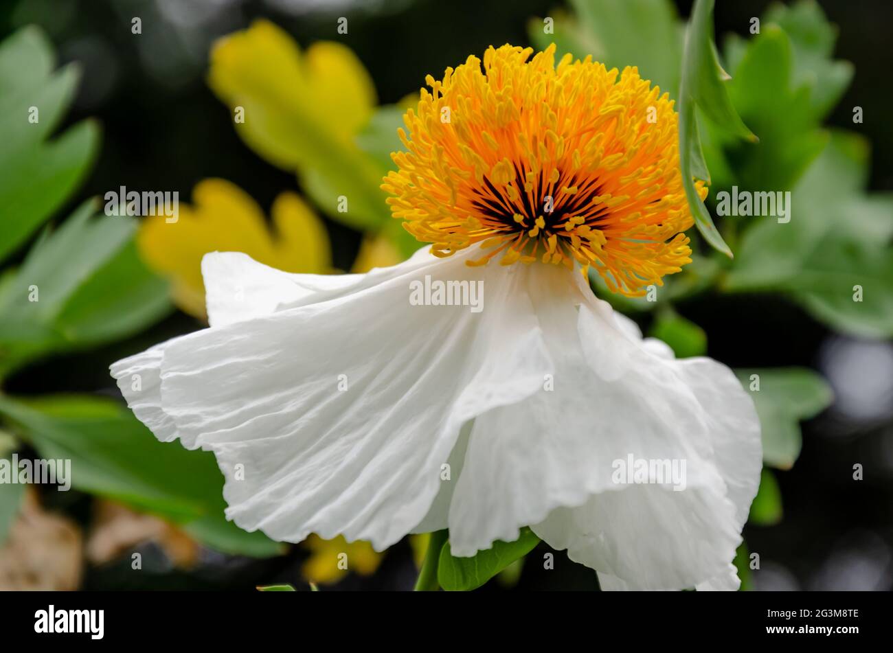 Paeonia 'Sunburst' weiß mit gelben Blütenstillen in Nahaufnahme Stockfoto