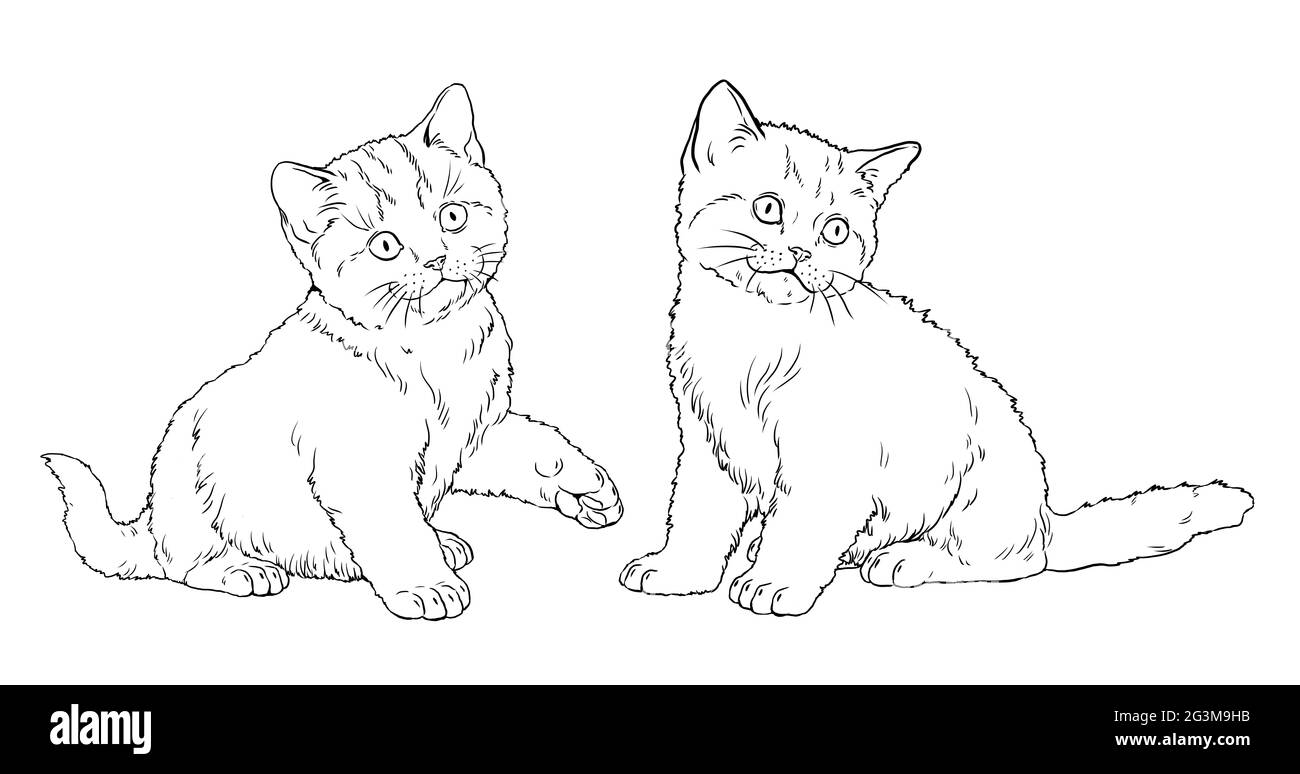 Niedliche Kätzchen zum Färben. Vorlage für ein Malbuch mit kleinen Katzen. Stockfoto