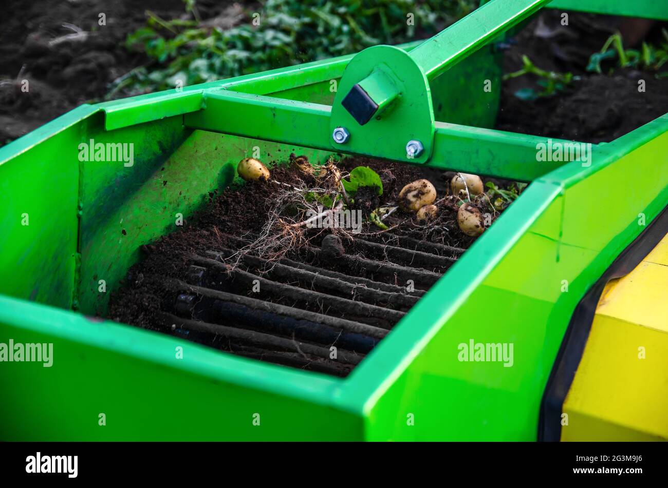 Kartoffeln werden von einer Grabmaschine ausgegraben. Reinigen des Ernteguts vom Boden auf dem Förderband. Landwirtschaft und Ackerland. Agroindustrie und Agrarindustrie. Wachstum eines Stockfoto