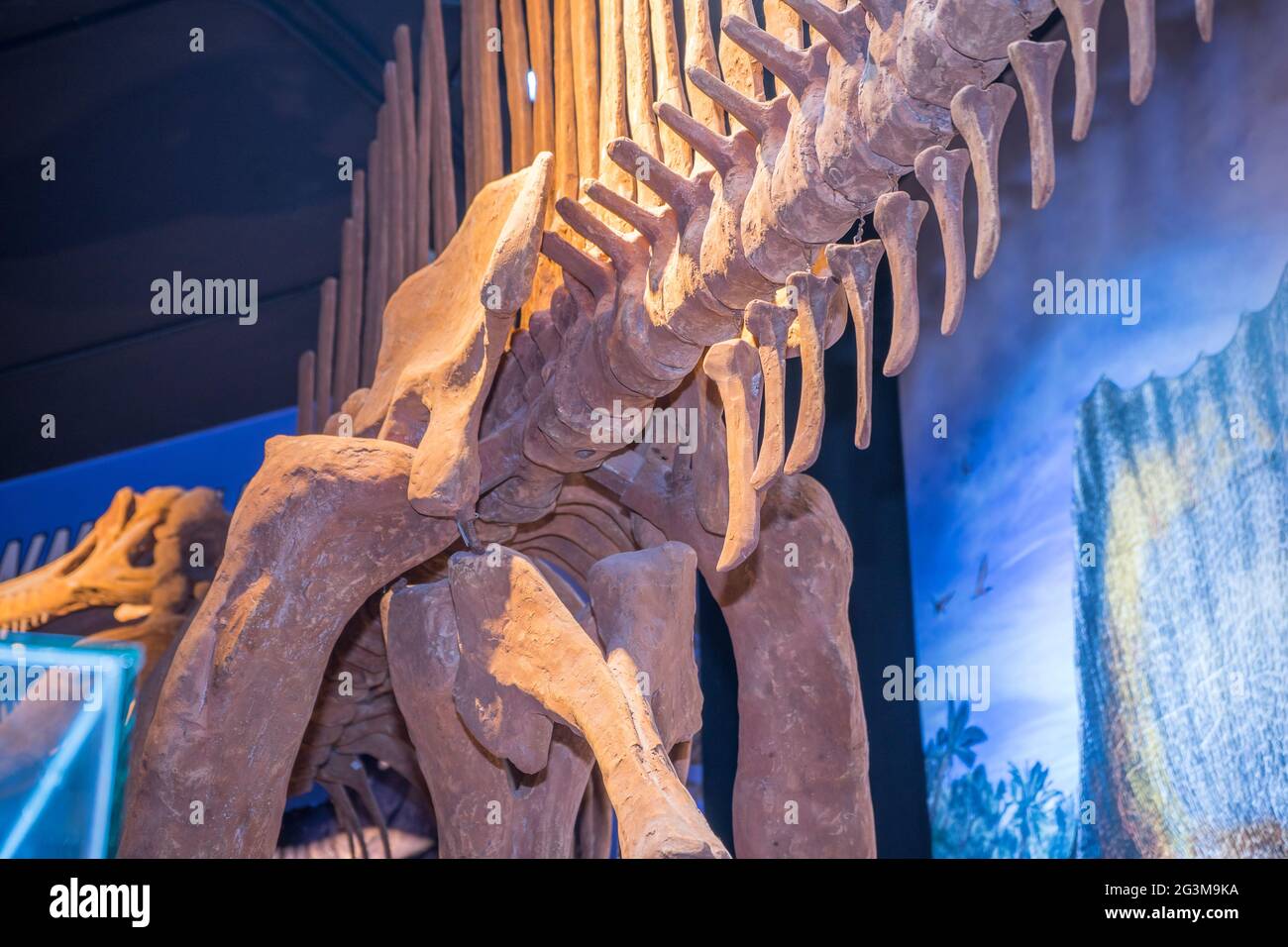 Lampang, Thailand - 24. Feb 2021: Fossil und Statue des Spinosaurus im Lampang Fossil Geology and Natural Science Museum. Stockfoto