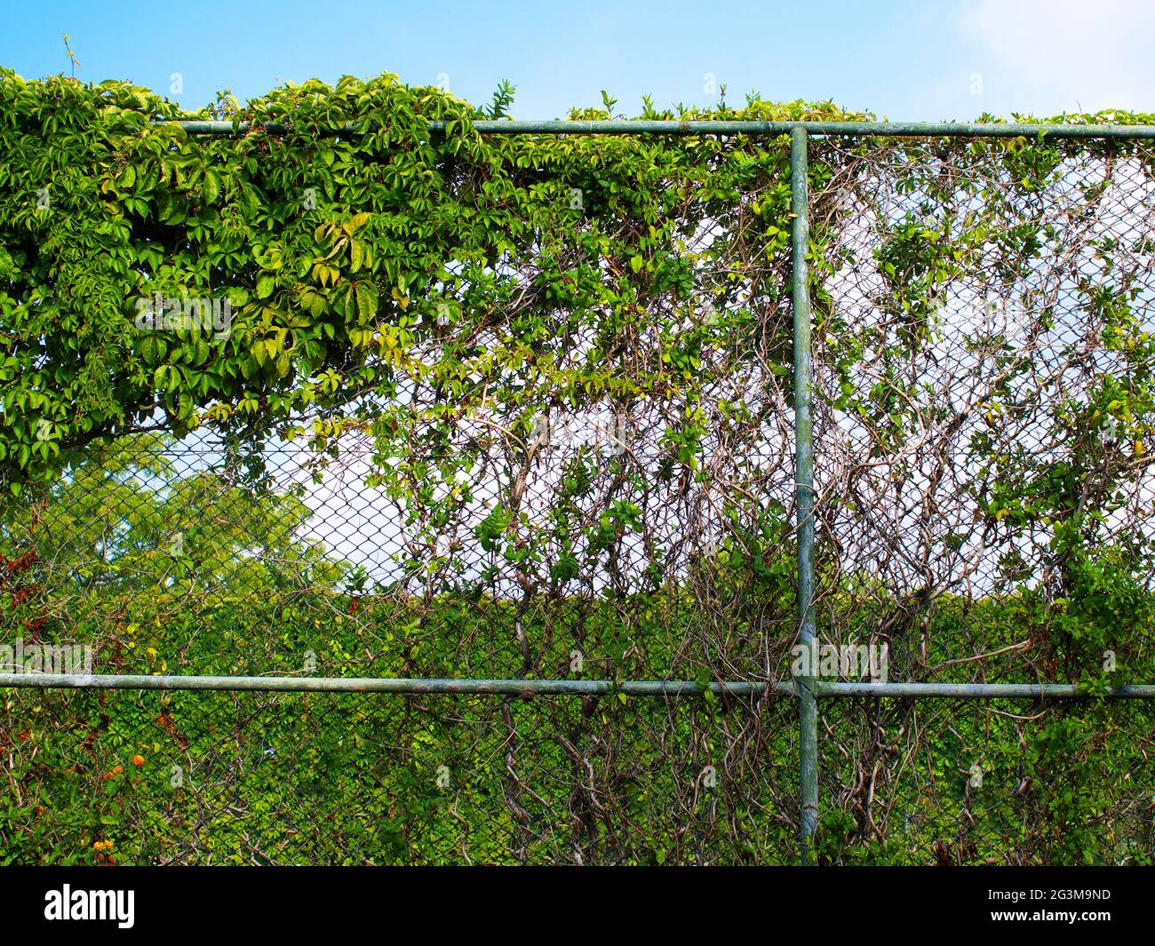 Kettengliederzaun, der von Kletterreben bedeckt ist Stockfoto