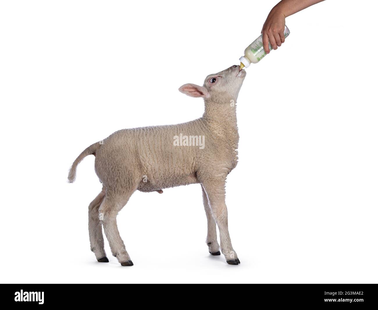 Niedliches kleines Texellamm, stehend Seitenwege Milch aus der Flasche trinken. Isoliert auf weißem Hintergrund. Stockfoto
