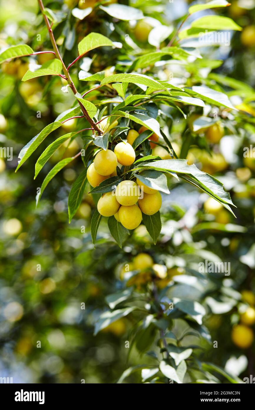 Kirschpflaumenfrüchte auf einem Baumzweig. Reife Früchte unter den grünen Blättern im Sommergarten in Sonnenstrahlen in der Natur Stockfoto