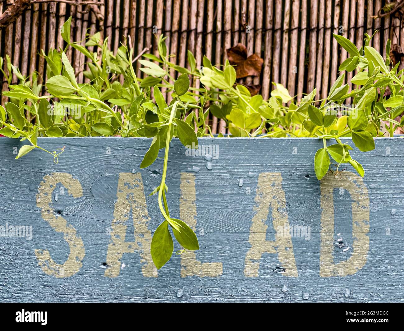 Blassblaue Gemüsekiste aus Holz mit dem Wort Salat auf der Seite, mit Erbsensprossen, die über den Rand fallen. Stockfoto