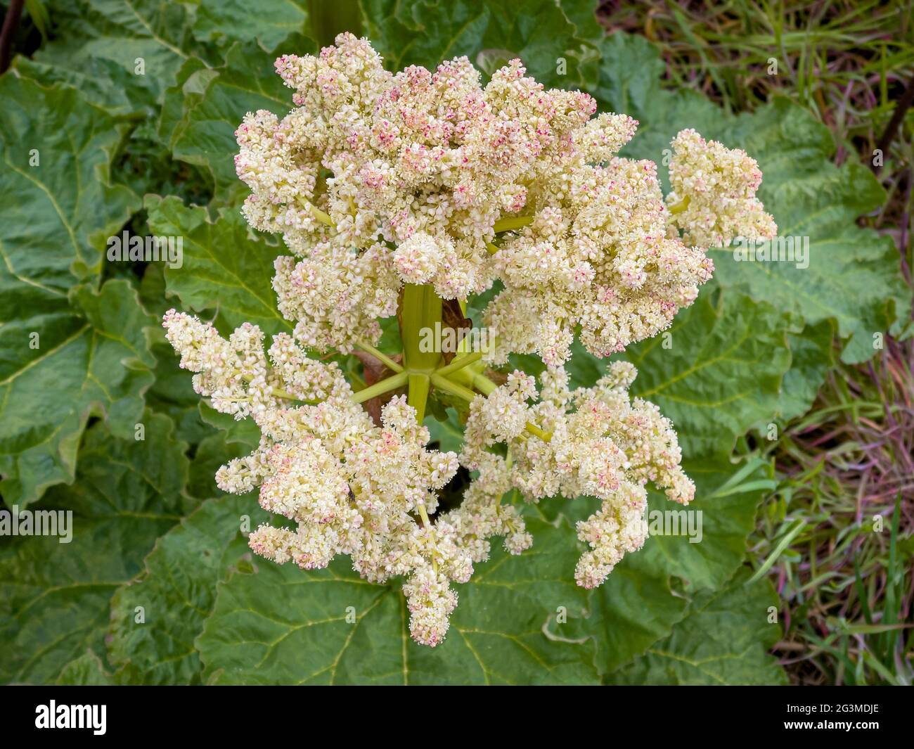 Rhabarberpflanze mit Blume Stockfoto