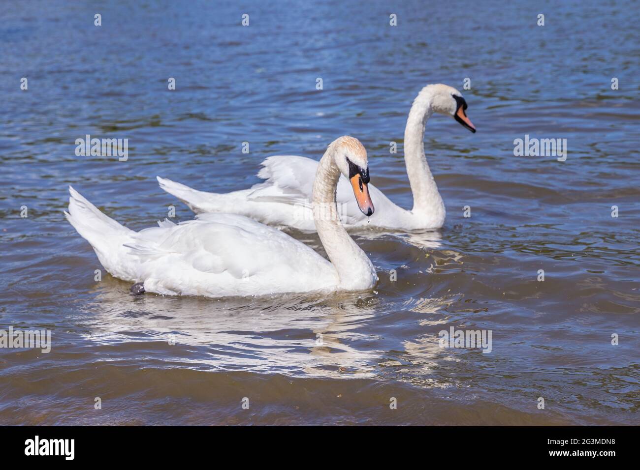 Nahaufnahme von ein paar Schwanen Stockfoto