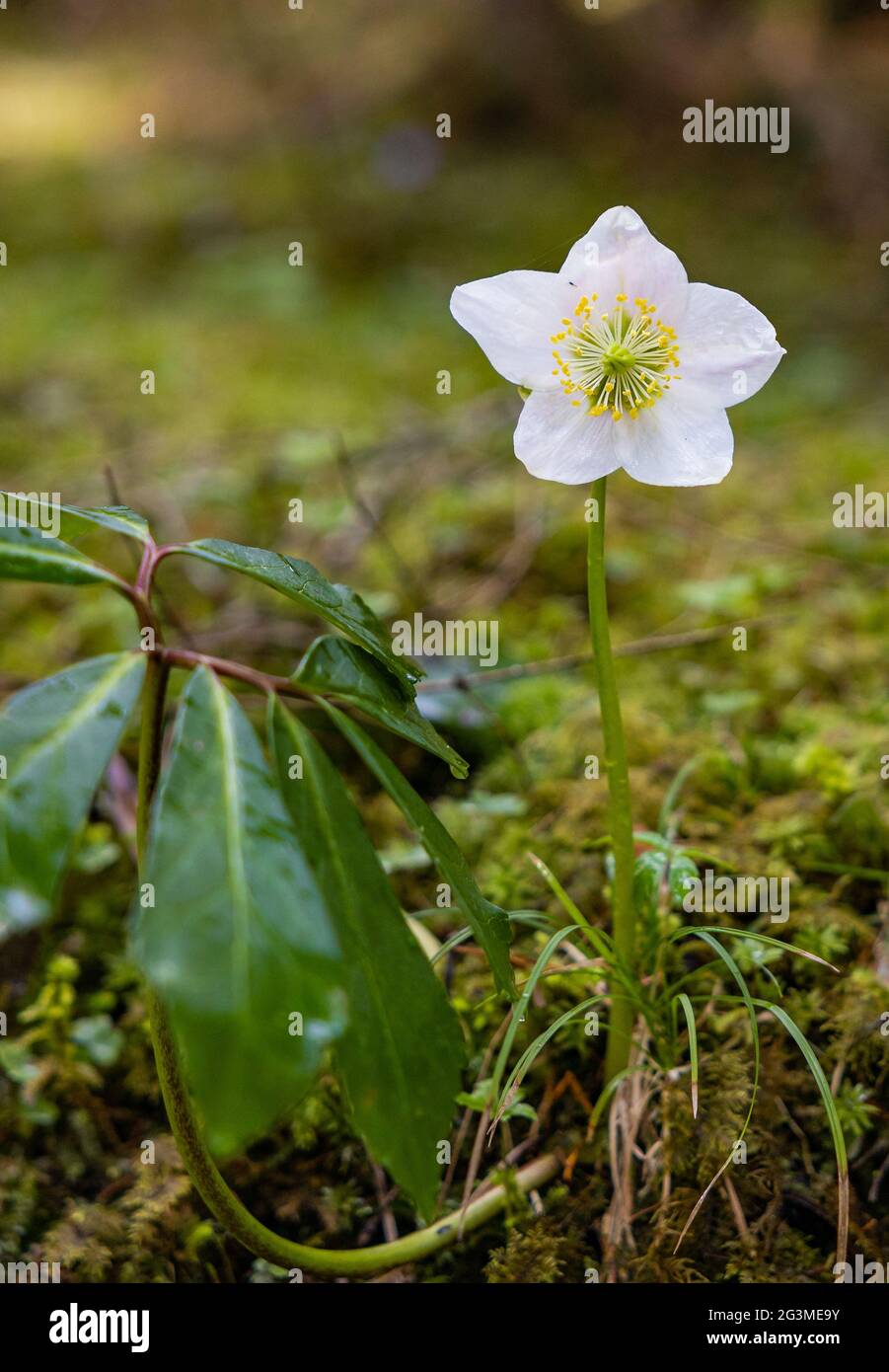 Nahaufnahme einer einzigen Weihnachtsrose, die im Wald wächst Stockfoto